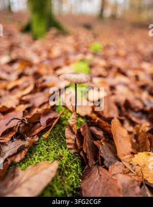 Funghi a cappello comuni Mycena galericulata che crescono tra le foglie di faggio autunnali Foto Stock