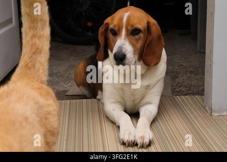 Un adorabile cane Beagle e un gatto zenzero che riposano vicini uno accanto all'altro al chiuso. Il cane guarda verso l'alto e abbaia o sbadiglia con la bocca aperta. Amicizia Foto Stock