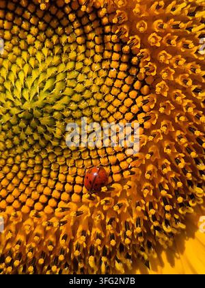 Coccinella su un capolino di girasole, vista ravvicinata dell'insetto tra i fioretti Foto Stock
