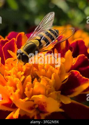 Mosca hover che si nutre di un fiore di tagete arancione e rosso in un giardino Foto Stock