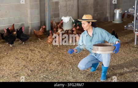 Donna kazaca concentrata che lavora in una fattoria alimenta galline ovaiole con chicchi di mais mentre è accovacciata in un pollaio Foto Stock