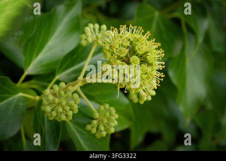 Prima vista di edera comune (Hedera helix) in fiore con ombrelle di fiori verdi sferici e una vegetazione rigogliosa nella tarda estate Foto Stock