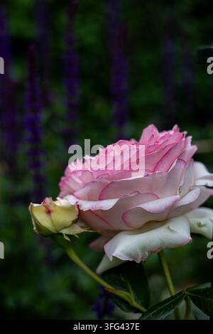 Delicata rosa e bianca rosa Eden 85 in piena fioritura con petali morbidi e stelo verde, primo piano in un giardino vivace alla luce del giorno che mostra la bellezza naturale, f Foto Stock