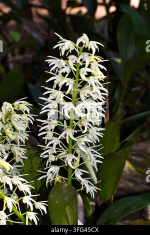 Alte spighe erette di fiori di orchidea reale sono ricolme di strette fiori bianche a forma di stella lungo steli verdi robusti, che si innalzano sopra ampie foglie lucide. Foto Stock