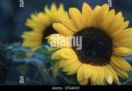 PRIMA VISTA DI UN GIRASOLE (HELIANTHUS ANNUUS). Foto Stock
