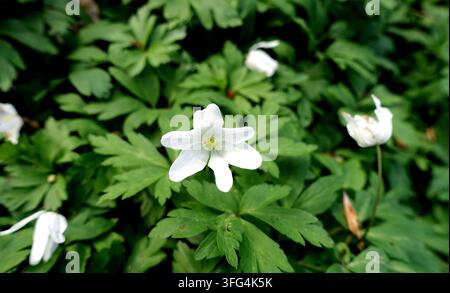 Fiore di Anemone bianca (Anemonoides Nemorosa) lungo il sentiero a Strid Wood nella tenuta di Bolton Abbey a Wharfedale, Yorkshire Dales, Inghilterra, Regno Unito. Foto Stock