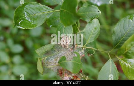Prima vista di larve di spugnatura dell'alisio (Yponomeuta cagnagella) raggruppate in una fitta ragnatela di seta su un albero di spillo. Foto Stock