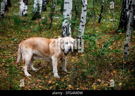 Cane Labrador retriever giallo in piedi all'aperto in una foresta di betulle autunnale, circondato da fogliame verde e foglie cadute a terra, si gode la natura Foto Stock