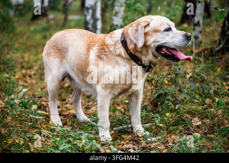 Cane Labrador retriever giallo in piedi all'aperto in una foresta di betulle autunnale, circondato da fogliame verde e foglie cadute a terra, si gode la natura Foto Stock