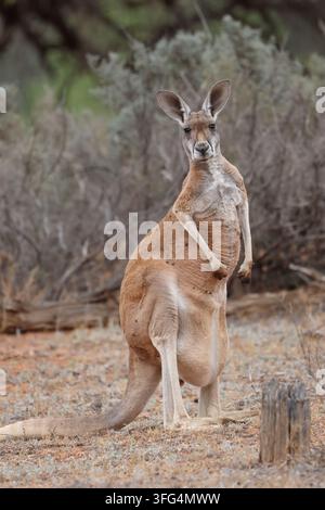 Canguro rosso femmina Osphranter rufus con un piccolo nella sua tasca. Parco Nazionale di Mungo. Nuovo Galles del Sud. Australia. Foto Stock