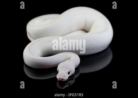 Un serpente ball python bianco su una superficie riflettente nera Foto Stock