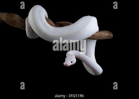 Pitone palla leucistico bianco con occhi azzurri su un ramo Foto Stock