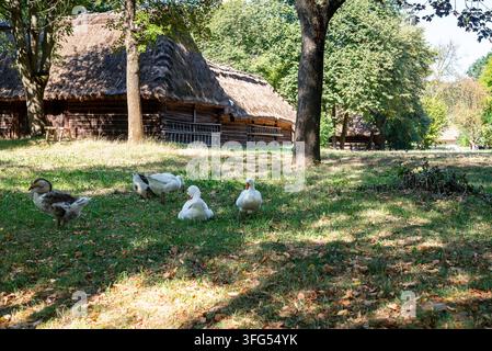 oche bianche domestiche che si riposano e camminano attraverso un prato verde soleggiato di una fattoria rurale, catturando una scena rustica pacifica e autentica Foto Stock