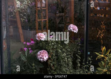 Rose rosa e altre piante da giardino viste attraverso una finestra di vetro con sottili riflessi del giardino circostante. Scena botanica che combina fioriture Foto Stock