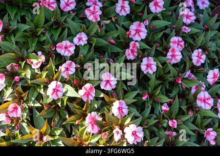 Fiori bonbon rossi compatti SunPatiens in piena fioritura con una vegetazione verde lussureggiante. Foto Stock