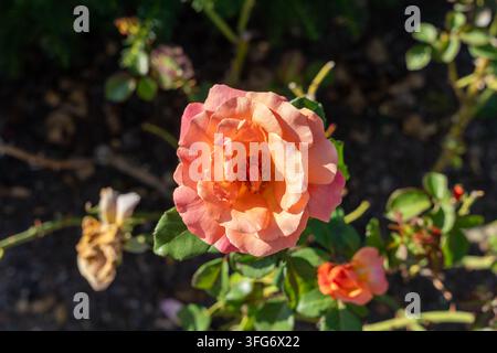 Rose Floribunda Easy Does It vibrante in piena fioritura con petali arancioni. Foto Stock