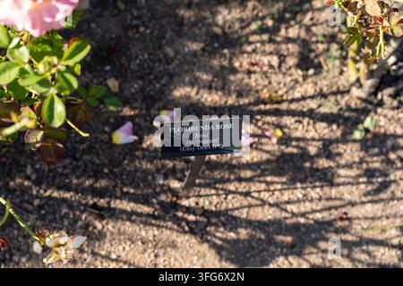 "Rosa Floribunda Harpageant Easy Does It Etichetta della pianta in giardino." Foto Stock