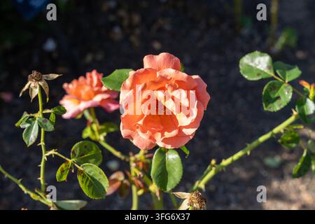 Rose Floribunda Easy Does It vibrante in piena fioritura con petali arancioni. Foto Stock