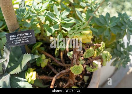 Disposizione di piante succulente e agave in un vaso di terracotta Foto Stock