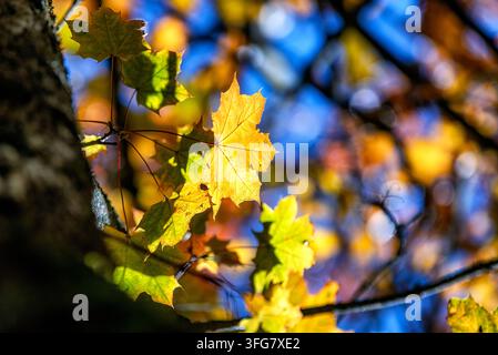 Foglie d'acero gialle e verdi illuminate dal sole su rami di alberi con un cielo blu vivace e un fogliame autunnale arancione sfocato che crea una natura stagionale luminosa Foto Stock