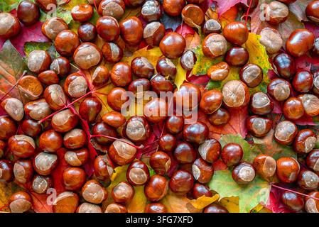 Castagni marroni lucidi sparsi su foglie autunnali rosse vivaci, arancioni, gialle e verdi, creando uno sfondo stagionale ricco con una caduta naturale Foto Stock