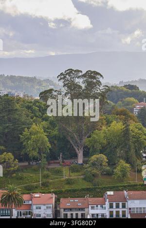 Grande albero di eucalipto nel parco cittadino di Santiago di Compostela. Santiago di Compostela, Spagna – 26 agosto 2026. Foto Stock