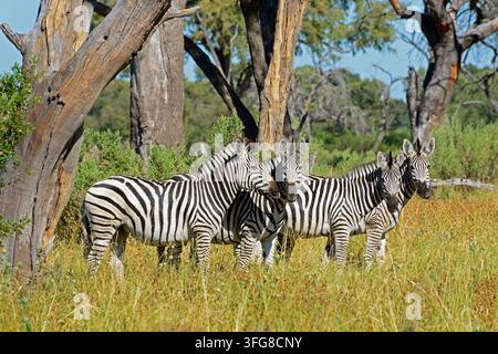 Zebra della pianura, area del fiume Khwai vicino al villaggio di Mababe, Botswana / Zebre (Equus quagga), Okavango, Botswana Foto Stock