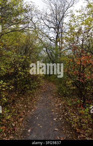 Sentiero boschivo coperto di foglie cadute durante l'autunno. Stretto sentiero escursionistico attraverso gli alberi di una foresta autunnale Foto Stock