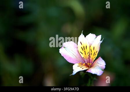 Macro close-up di un fiore di Alstroemeria (Giglio del Perù) in fiore con petali rosa morbido e centro striato giallo su uno sfondo sfocato verde scuro. Foto Stock