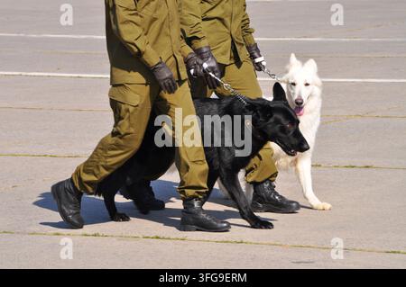 Agenti di polizia che marciano con cani pastore nero e bianco Foto Stock