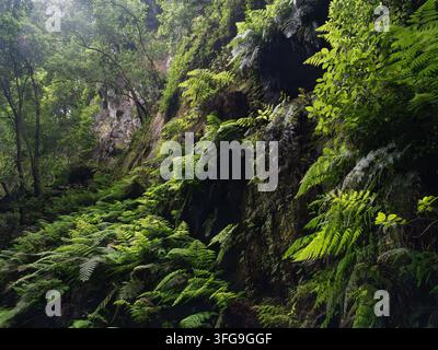 Felci verdi lussureggianti e muschio che crescono su una ripida parete rocciosa vulcanica in una fitta foresta di laurisilva Foto Stock