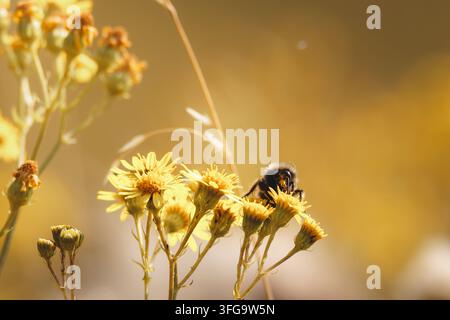 Bumblebee che si nutre di senecione nella riserva naturale di Hauxley nel Northumberland, settembre 2026 Foto Stock
