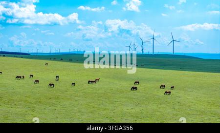 Cavalli che pascolano su un prato con turbine eoliche sotto un cielo nuvoloso Foto Stock