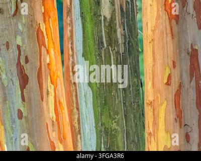 Strisce astratte verticali colorate su un tronco d'albero nella Georgia del Nord, USA Foto Stock