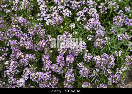 Fiori di lobularia maritima 'Easy Breezy Purple' alisso dolce. Foto Stock
