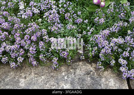 Fiori di lobularia maritima 'Easy Breezy Purple' alisso dolce. Foto Stock