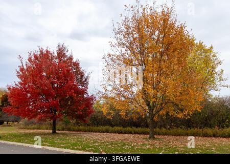 Alberi rossi e gialli nel parco lungo la strada nella stagione autunnale. Foto Stock