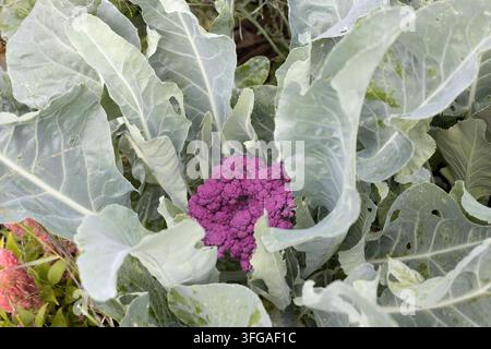 Broccolo Brassica oleracea 'Purple Magic' che cresce in un giardino. Foto Stock