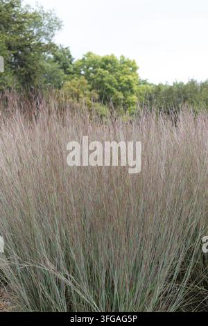 Schizachyrium scoparium 'MinnBlueA' cielo blu erba blu piccola. Foto Stock
