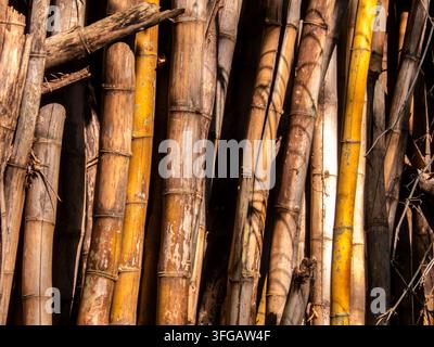 Un primo piano di steli di bambù secchi e stagionati impilati verticalmente in Brasile, che mostrano texture naturali, motivi e toni dorati della luce del sole. Foto Stock
