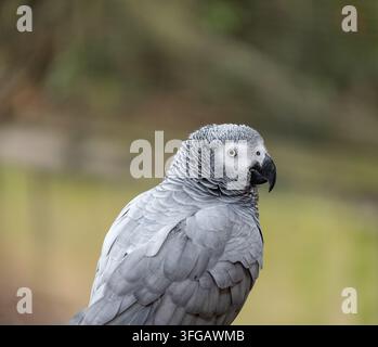 Pappagallo grigio africano Psittacus Erithacus Foto Stock