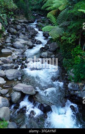 L'acqua che scorre rapidamente scorre su pietre lisce e grigie. Felci e muschio prosperano lungo i bordi del ruscello. Una vegetazione fitta incornicia l'ambientazione selvaggia e naturale. Foto Stock