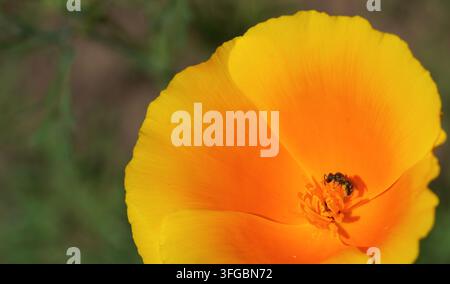 Un macro primo piano dell'ape dal piede bianco (Lasioglossum leucopus) all'interno di un papavero della California luminoso (Eschscholzia californica) su un prato Foto Stock
