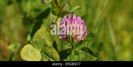 Un primo piano macro di trifoglio rosso (Trifolium pratense) che cresce in un prato Foto Stock