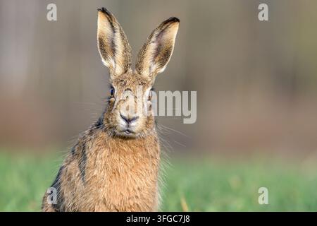 Prima piano di una lepre marrone nei campi agricoli del Norfolk, Regno Unito Foto Stock