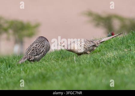 Coppia di femmine di fagiani comuni che cercano cibo nel pascolo, Norfolk, Regno Unito Foto Stock