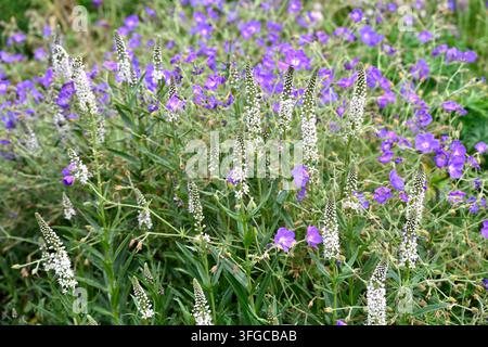 Fiori estivi misti di Lysimachia ephemerum bianco e di gerenio resistente blu Orion che crescono in un giardino britannico a giugno Foto Stock