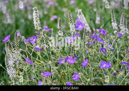 Fiori estivi misti di Lysimachia ephemerum bianco e di gerenio resistente blu Orion che crescono in un giardino britannico a giugno Foto Stock