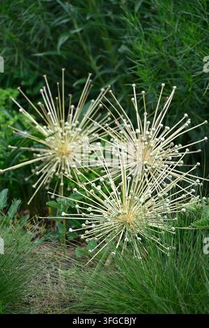 Testa di seme estiva della cipolla ornamentale o tumbleweed, Allium schubertii 'Arctic Snow' in un giardino del Regno Unito a giugno. Foto Stock