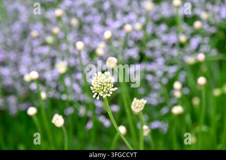 Allium lusitanicum con Limonium coriarium sullo sfondo Foto Stock